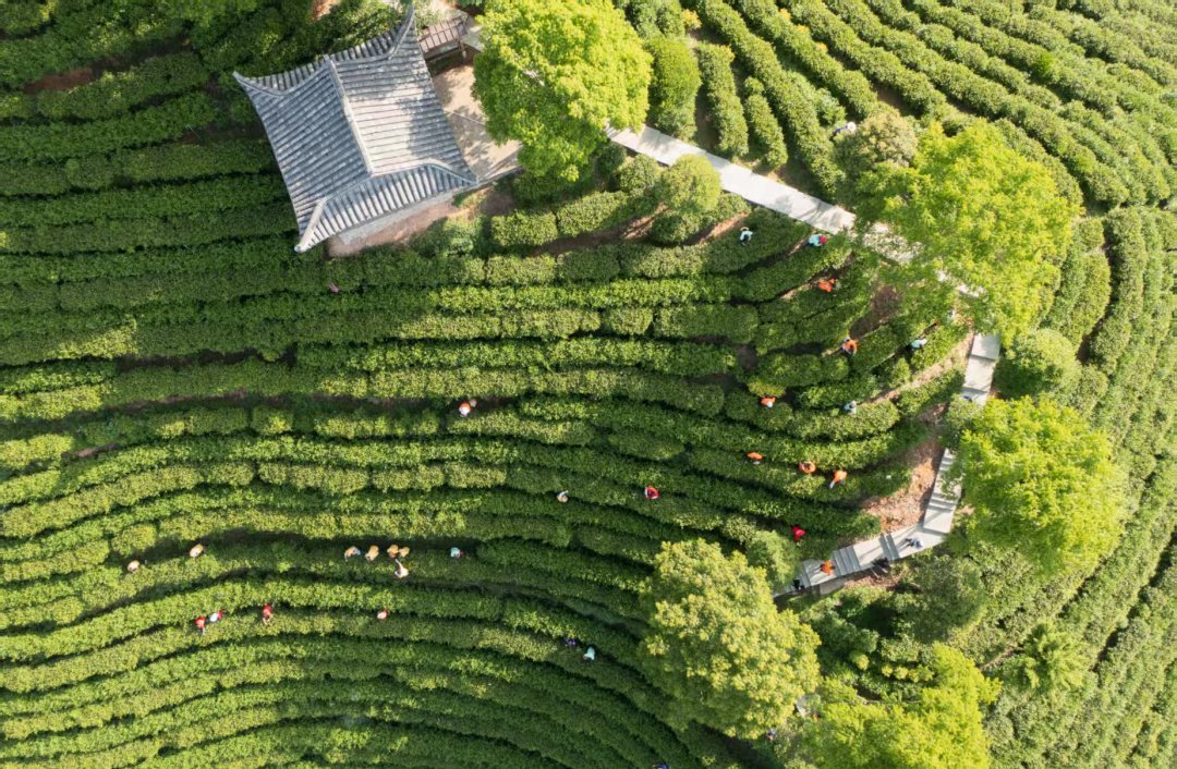 循迹溯源看变化｜景宁澄照乡以感恩为墨 绘就产业富民与项目兴乡高质量发展画卷(图2)